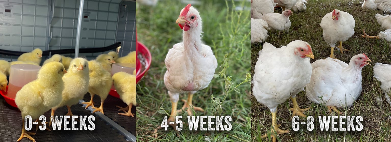 Feeding for Cornish Cross Birds From Hatch to