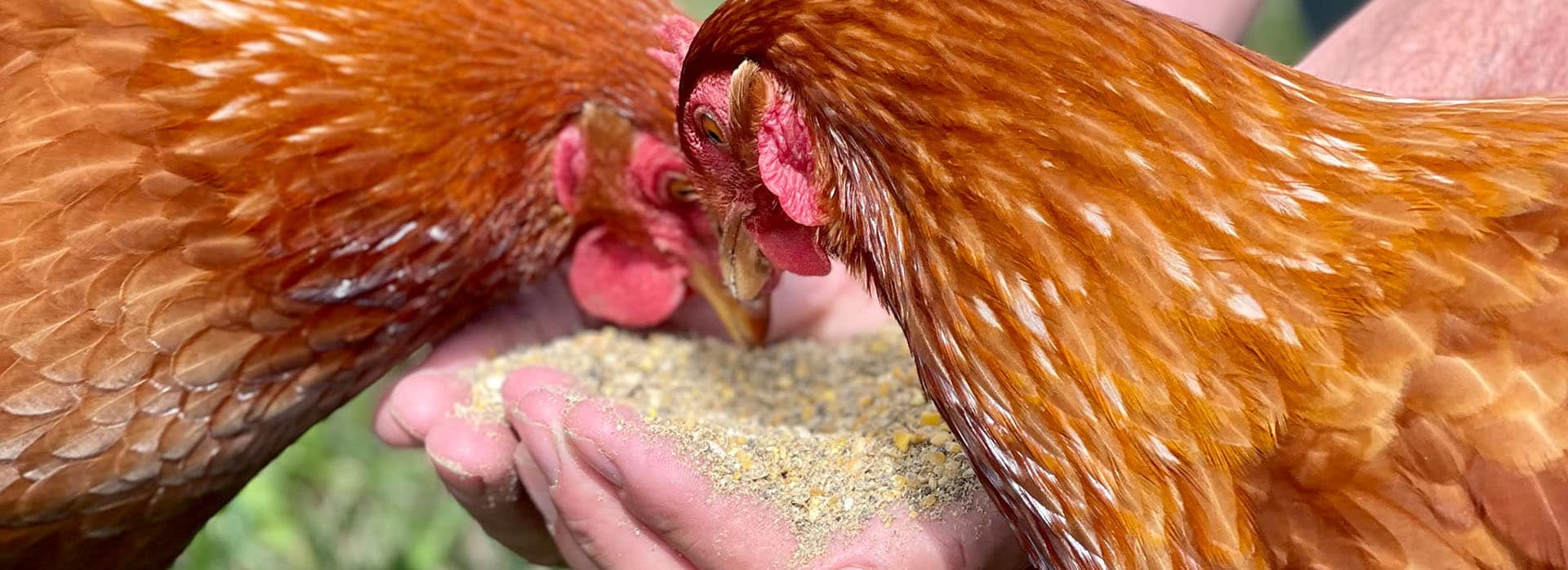 How HighQuality Feeds Can Improve Egg Yield in Chickens Using 100